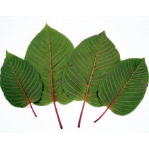 Kratom (Mitragyna speciosa)