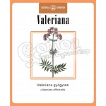 Valeriana officinalis 2