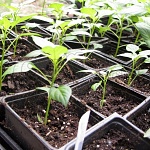 Planting pot 7,0 x 7,0 x 6,0 cm 2