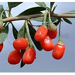 Goji berry (Licium barbarum) 3