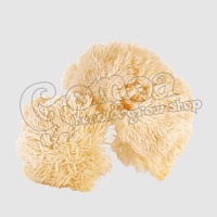 Lion's Mane (Hericium) powder