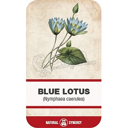 Kék lótusz (Nymphaea caerula) virágzat