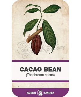 Cocoa bean (Theobroma cacao)