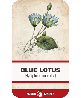 Kék lótusz (Nymphaea caerula) virágzat