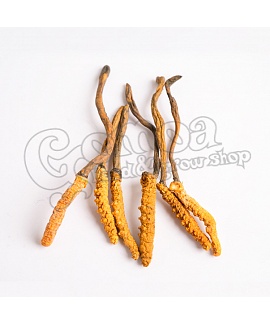 Cordyceps powder