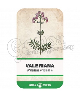 Macskagyökér (Valeriana officinalis)