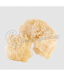 Lion's Mane (Hericium) powder