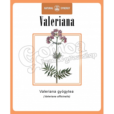Valeriana officinalis 2