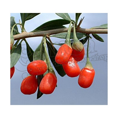 Goji berry (Licium barbarum) 3