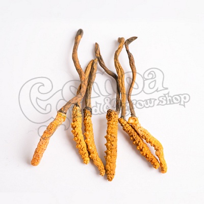 Kínai hernyógomba (Cordyceps) por
